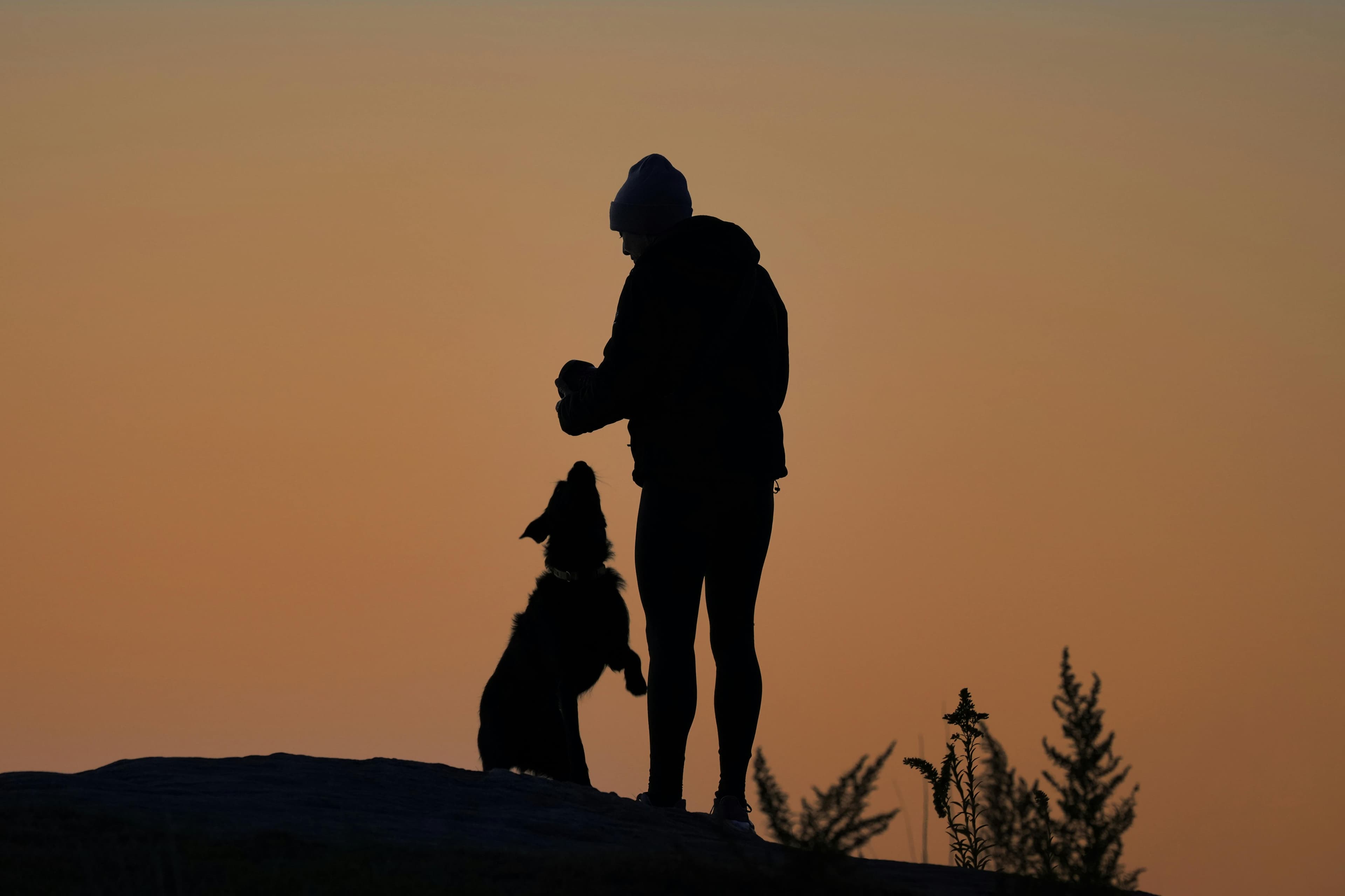 The Black Paws app for dog education and abandonment prevention