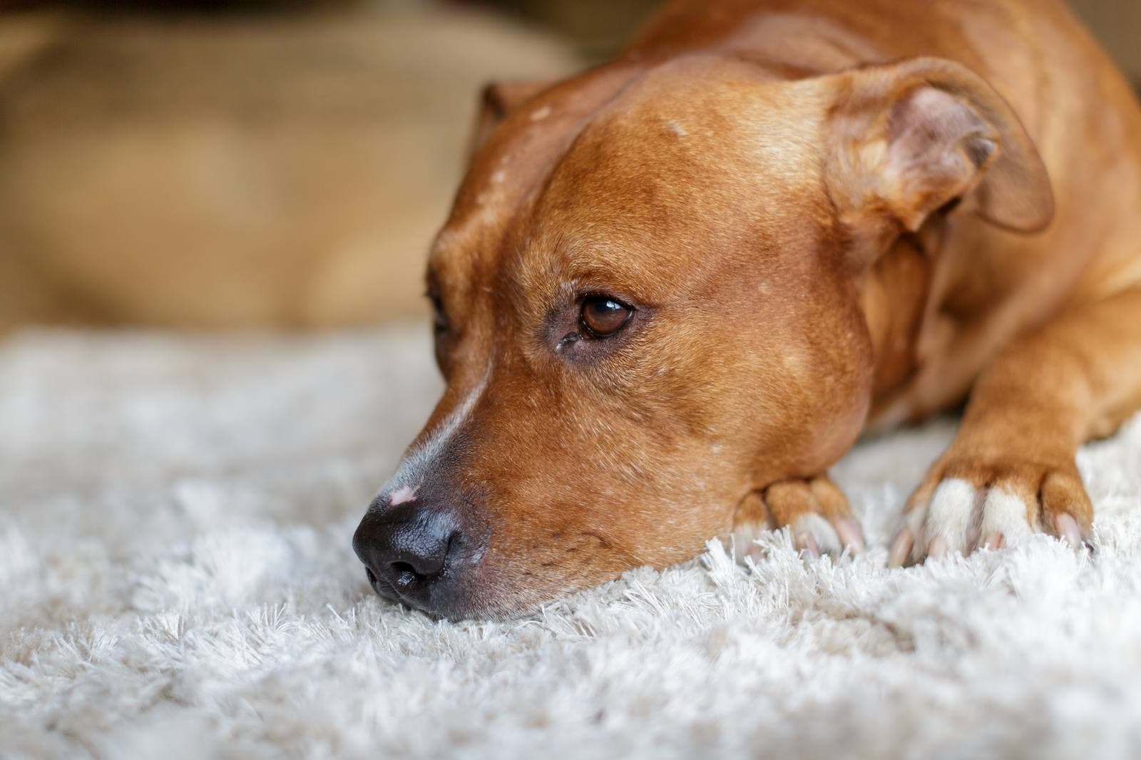 How long does it take for an adopted dog to adapt and what to expect