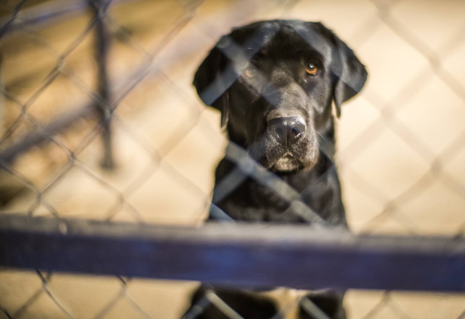 What a family should know before adopting a dog
