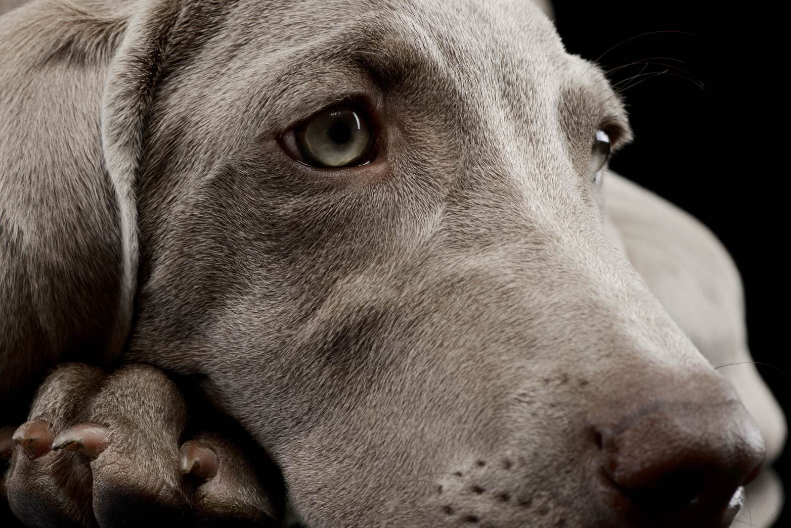 Why an adopted dog may seem withdrawn at first