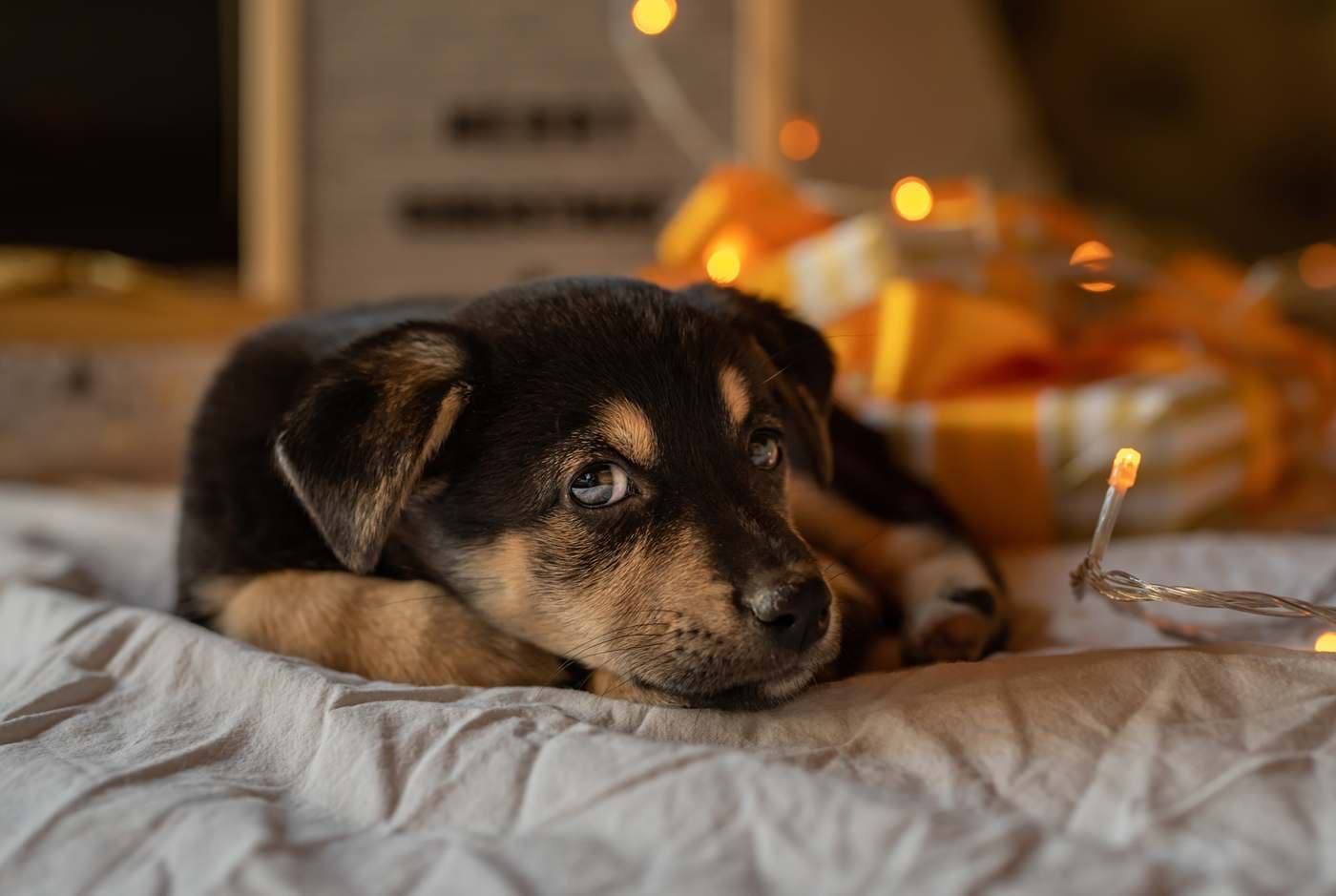 How to avoid mistakes in the first days after adoption