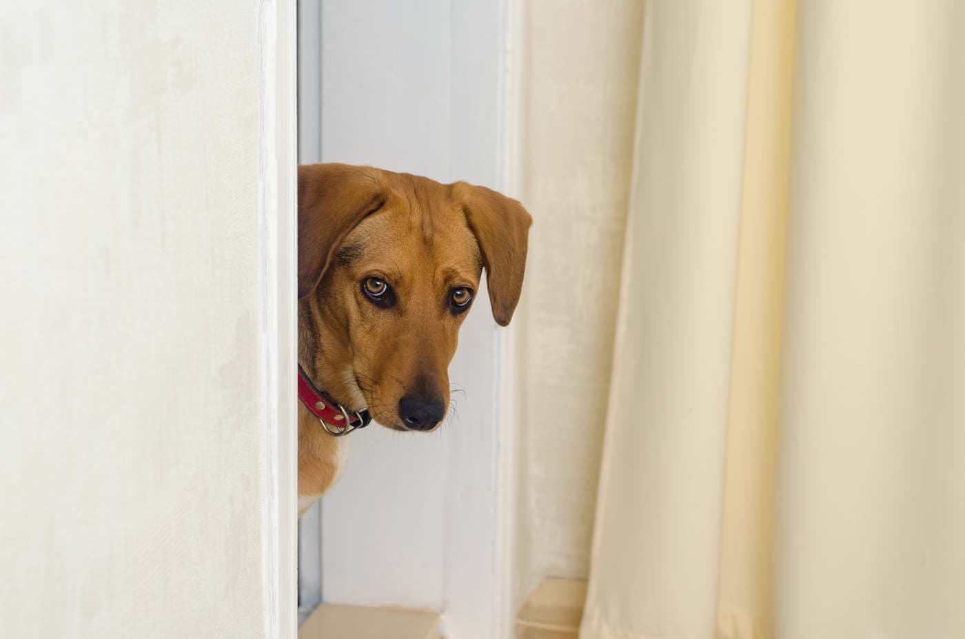 How to help a scared dog gain confidence