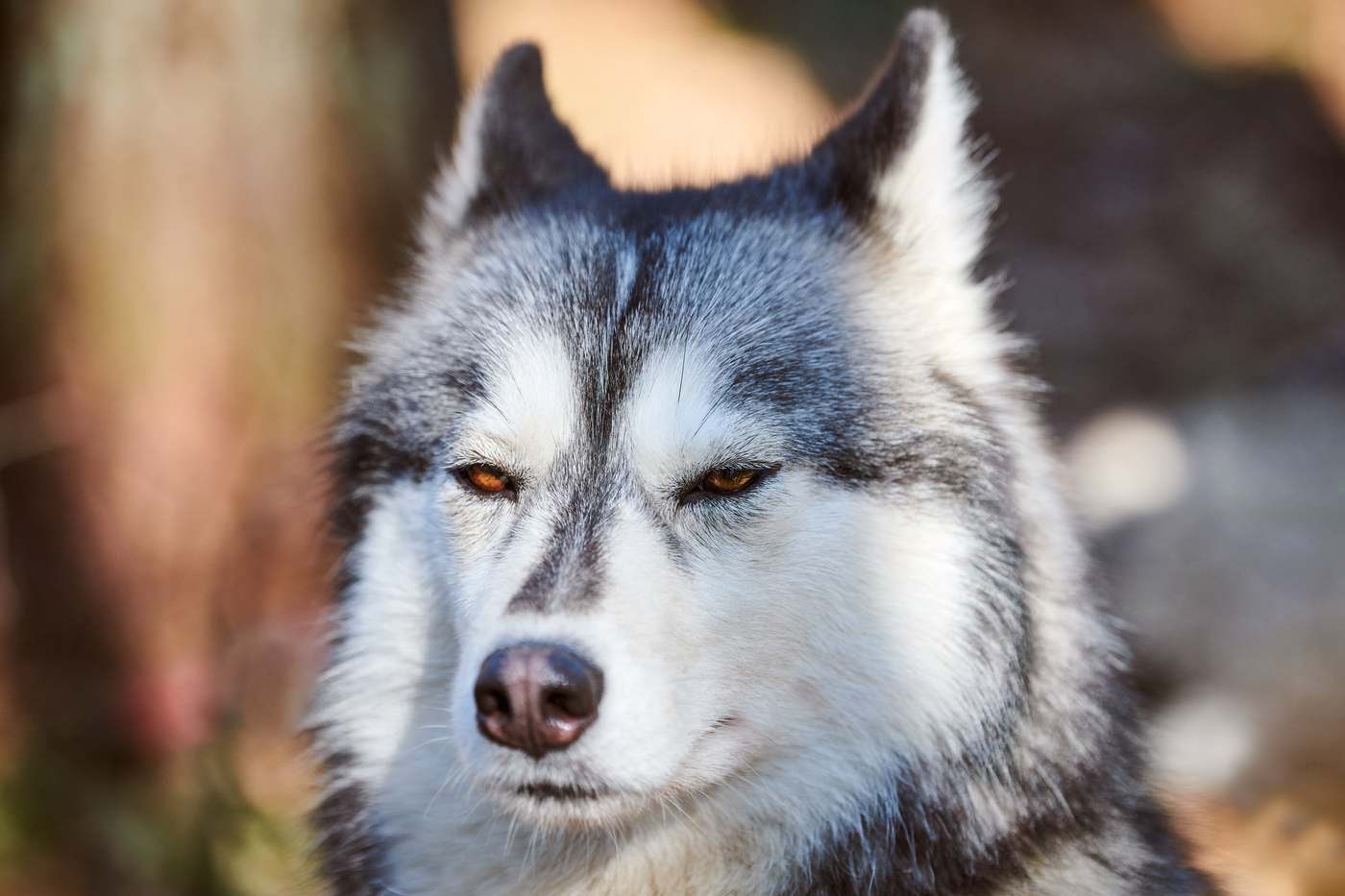 What not to do in the first weeks with an adopted dog