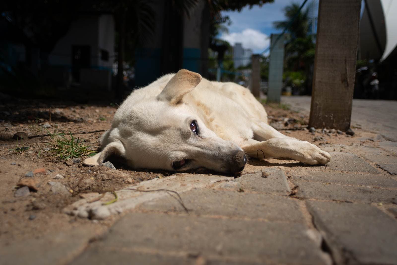 Why proper education helps prevent abandonment