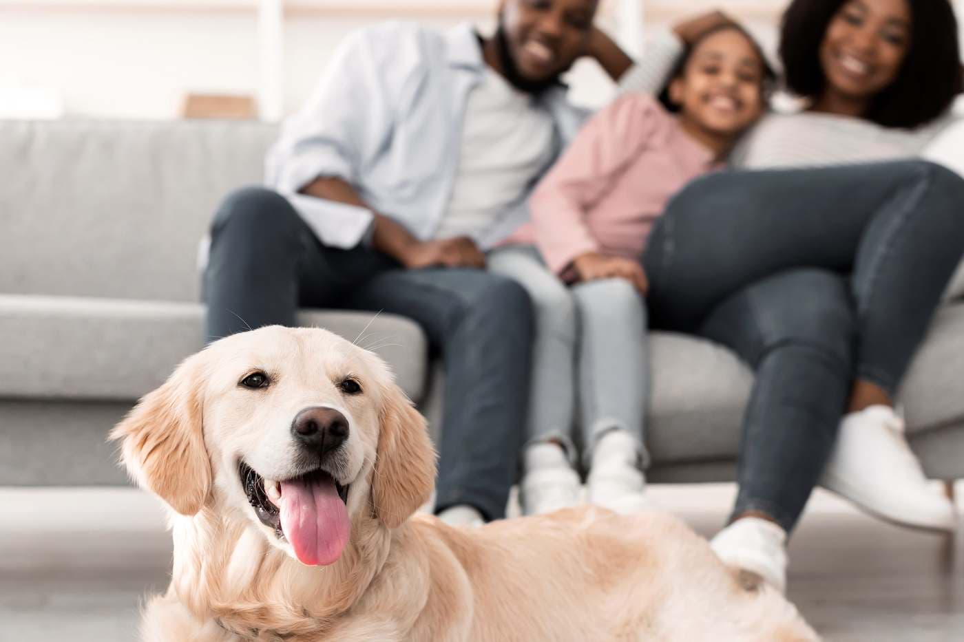 How to help an adopted dog get used to a new home
