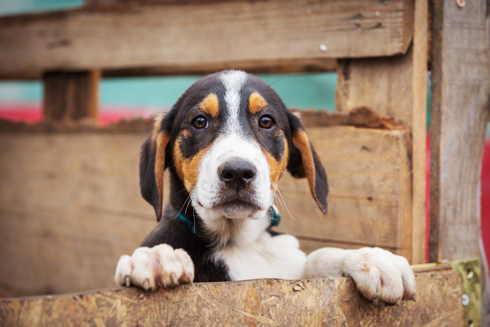 What a stressed dog means and how to help correctly