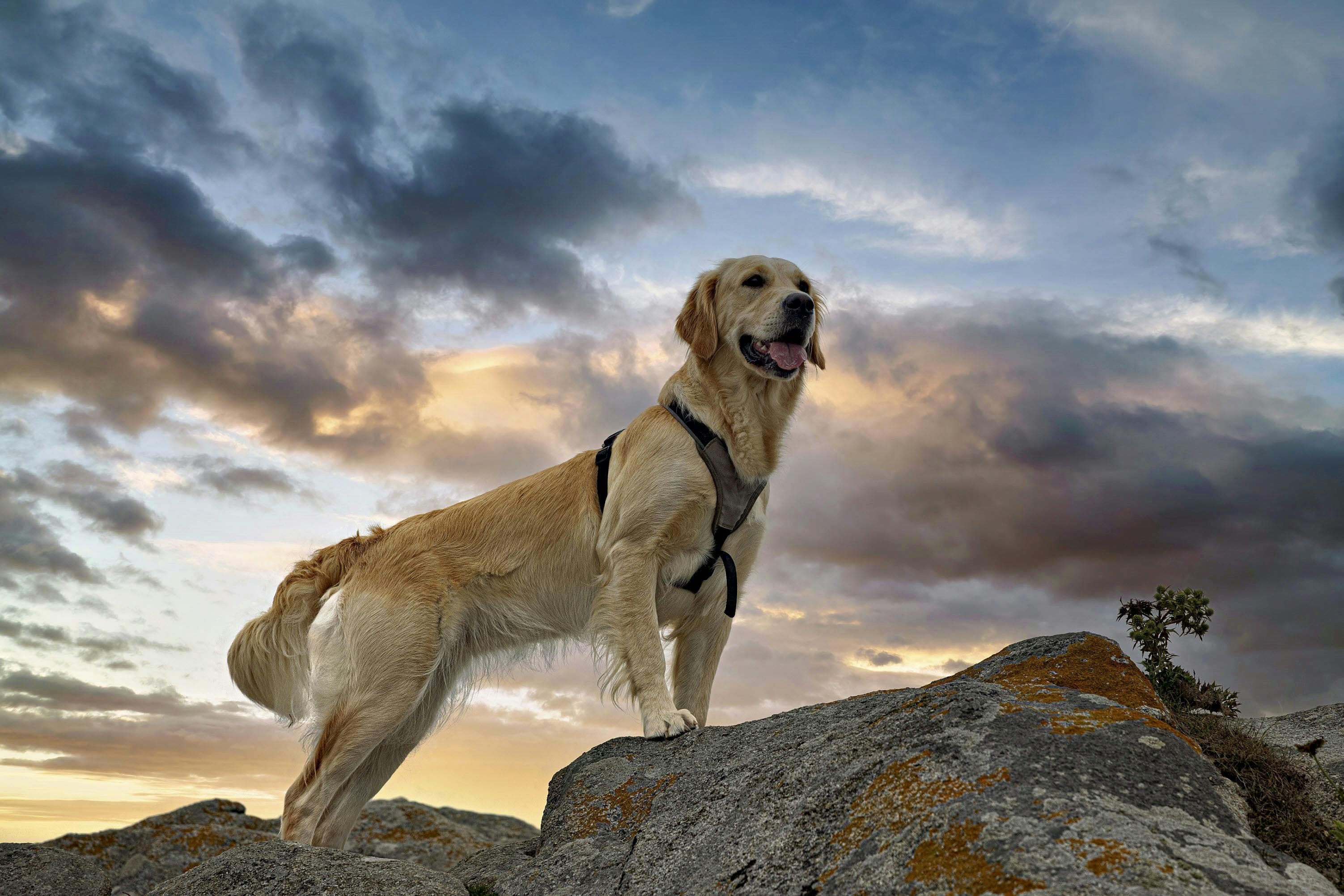 De ce un câine are nevoie să exploreze mediul