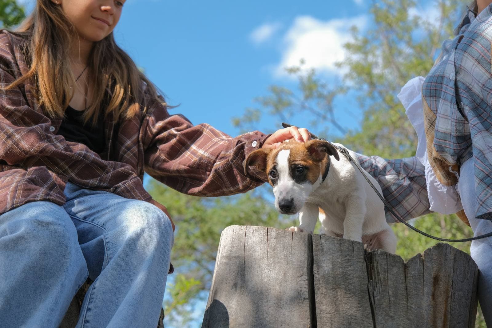 How to properly prepare a dog for adoption