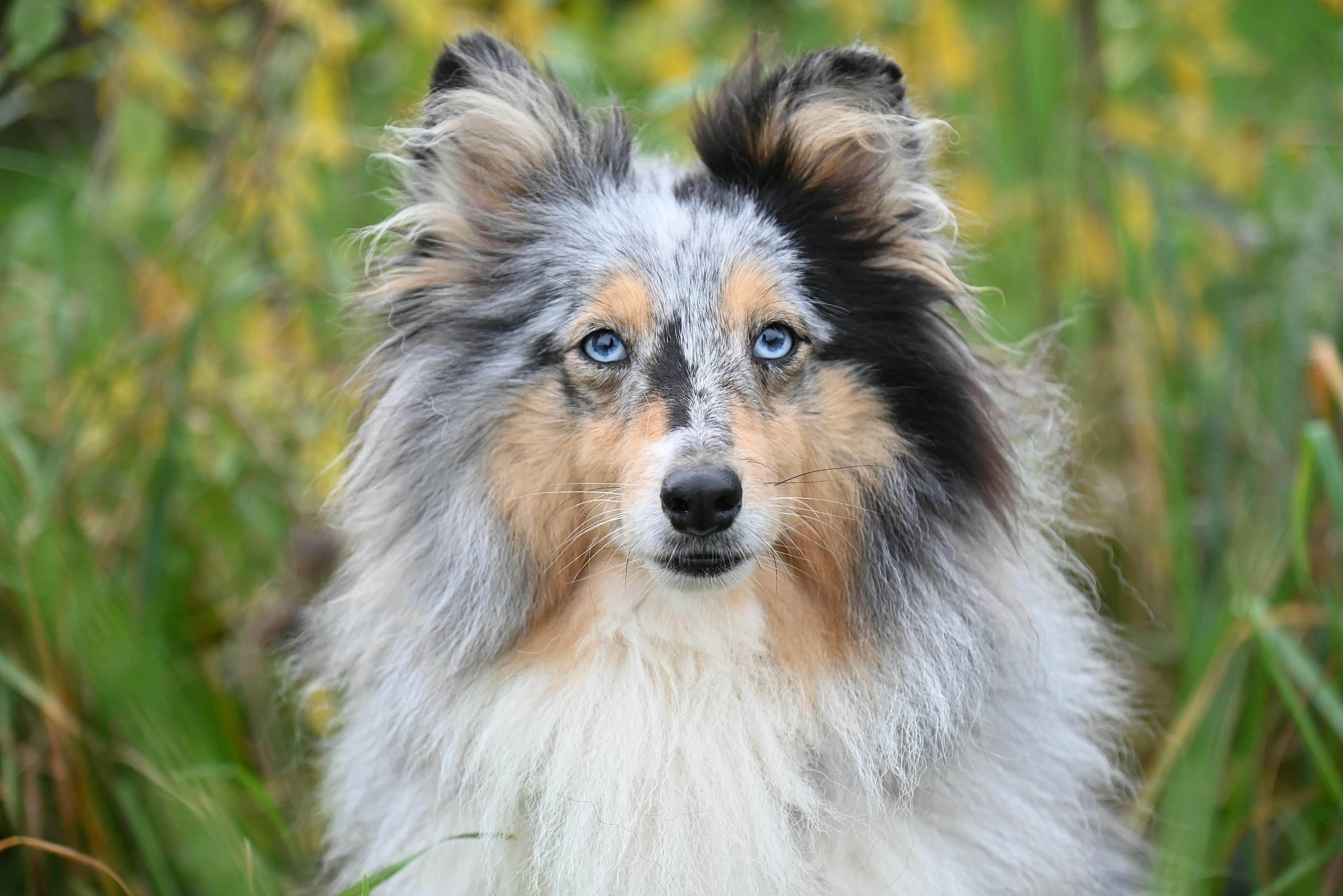 Black Paws - project dedicated to preventing abandonment and building a real center for dogs