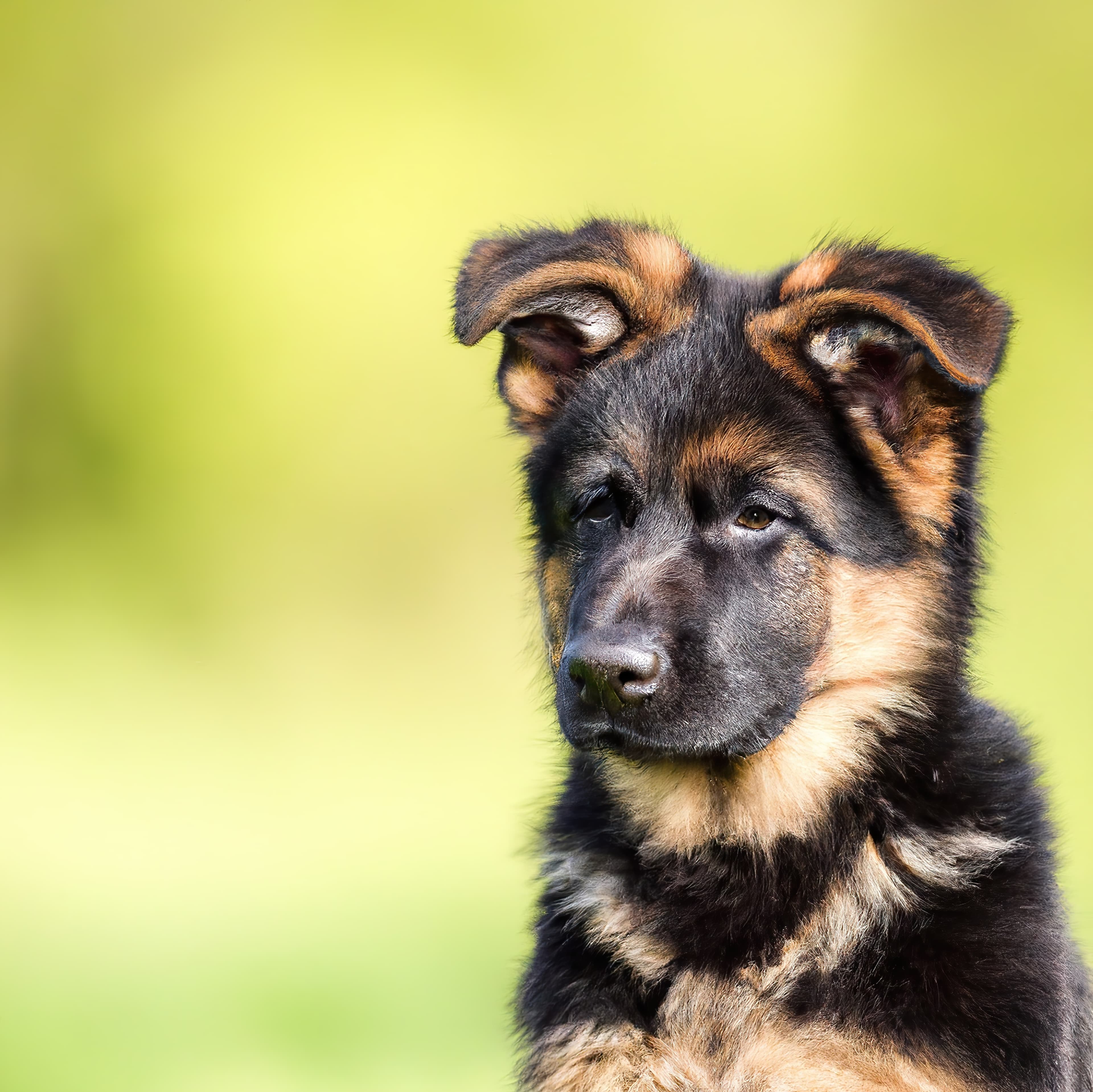 Black Paws frequently asked questions